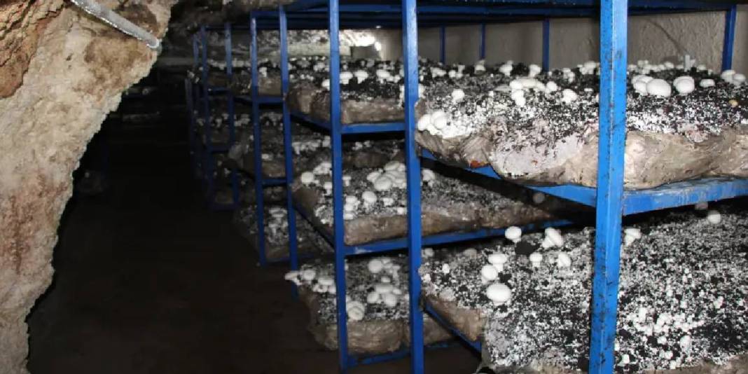 2.000 yıllık mağarayı üretim tesisi yaptı: Her ay 3 ton ürün elde ediyor 2